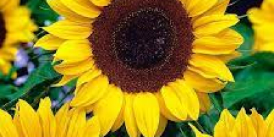 Se venden flores decorativas de girasol. yo soy el