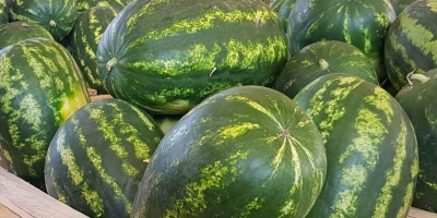 sandia en cajas de madera de 550kg para exportar