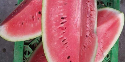 sandia en cajas de madera de 550kg para exportar