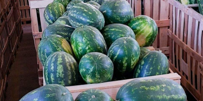 sandia en cajas de madera de 550kg para exportar