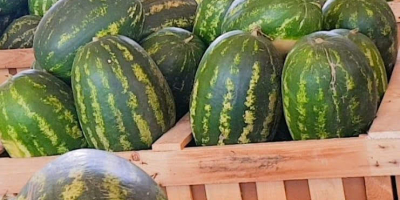 sandia en cajas de madera de 550kg para exportar