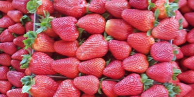 Fresas jugosas de Grecia Cartón 5 kg Precio 1,65