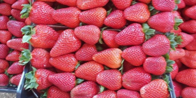 Fresas jugosas de Grecia Cartón 5 kg Precio 1,65