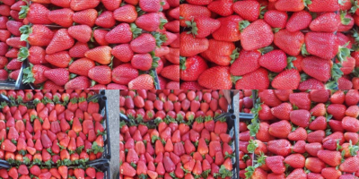 Fresas jugosas de Grecia Cartón 5 kg Precio 1,65