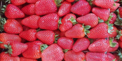 Fresas jugosas de Grecia Cartón 5 kg Precio 1,65