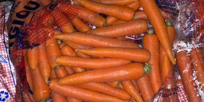 zanahorias nuevas