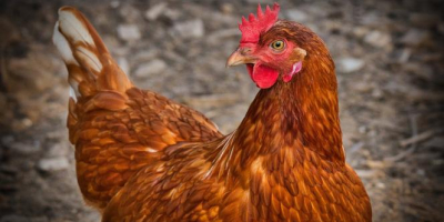 Venta de gallinas ponedoras - 8 PLN por gallinas