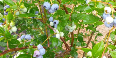 Tendré arándanos de una pequeña plantación en crecimiento para