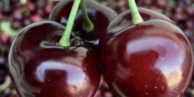 Bigaro Burlat y Van Cherries en venta - super