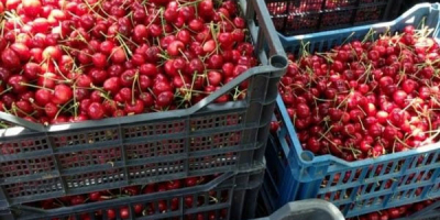 Bigaro Burlat y Van Cherries en venta - super