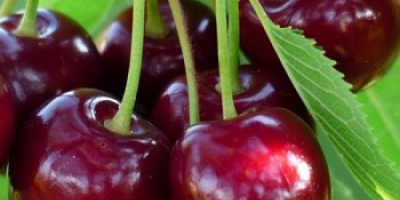 Bigaro Burlat y Van Cherries en venta - super