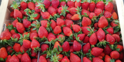 Venta de fresas Victoria. Envasado en jaulas de 5