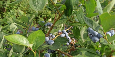 Vendo arándanos de julio a septiembre, cinco variedades, dulces,