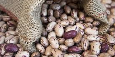 La empresa ucraniana Beans Natur Product vende frijoles de