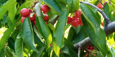 Frutas frescas y sabrosas producidas en su propia casa