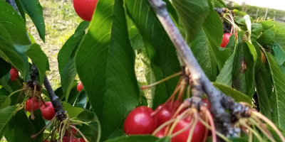 Frutas frescas y sabrosas producidas en su propia casa