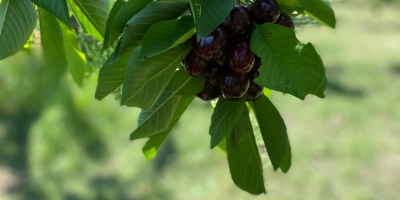 Estamos vendiendo cerezas producidas en Bulgaria, la región de