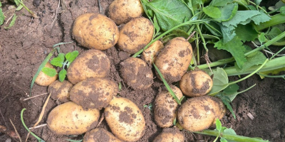 Vendemos papas nuevas en grandes cantidades, también podemos colaborar