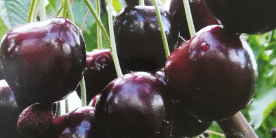 Cooperaré con los destinatarios de las cerezas: - BURLAT