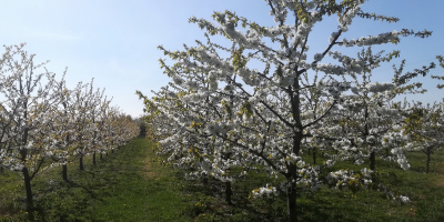 Cooperaré con los destinatarios de las cerezas: - BURLAT