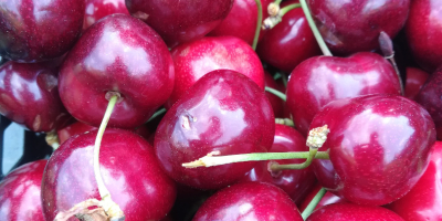 Cooperaré con los destinatarios de las cerezas: - BURLAT