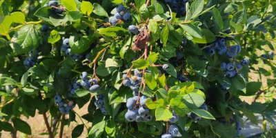 Nosotros en www.orniberry.com hemos estado cultivando arándanos en el