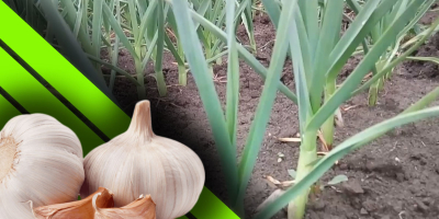 Furculesti Organic Farm ofrece ajo cultivado en un sistema