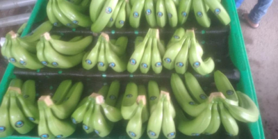 Estoy vendiendo bananas Cavendish premium premium ecuatorianas en el