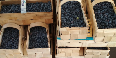 Arándanos de la agricultura ecológica. Frutas grandes y dulces