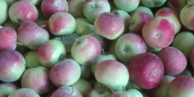 Hola, vendo manzanas de la variedad Piros, Paulared, Delikates,