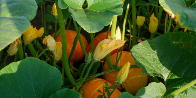 Calabaza orgánica de Hokkaido (Uchiki Kuri Red). Cantidades al