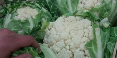 Venderé las últimas 2,500 piezas de coliflor. Precio atractivo