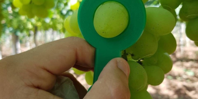 Venderé uvas, país de origen Grecia, caja de embalaje