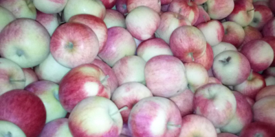 Tengo que vender 100 cajas de pirosa. La manzana