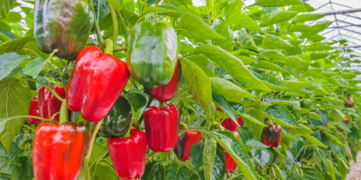 Venderé pimientos, paquetes de 5kg, Kingh Arthur rojo y