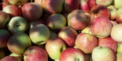 Venderé 100 cajas de pirosa. La manzana está bien