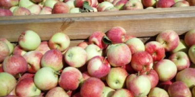 Venderé 100 cajas de pirosa. La manzana está bien