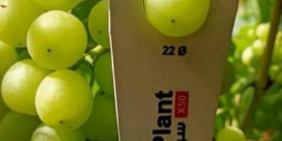 Tenemos uvas verdes y rojas muy bonitas y frescas