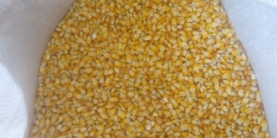 Vendo maíz/grano Maisadour V37 de buena calidad. Cantidad: 2