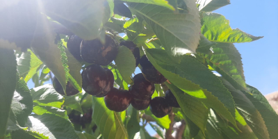 Nuestras cerezas de secano se cultivan en altitudes entre