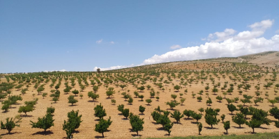 Nuestras cerezas de secano se cultivan en altitudes entre