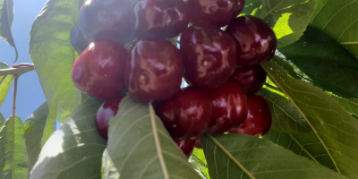 Nuestras cerezas de secano se cultivan en altitudes entre