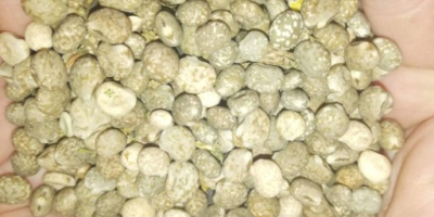 Dulce lupino azul de hoja estrecha