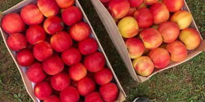 Vendo manzanas de todas las variedades. Listo a partir