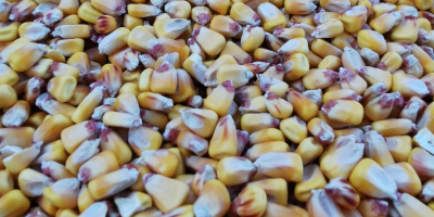 Vendo maíz pionner grain aquamax 2021 cantidad 50 toneladas