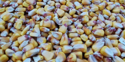 Vendo maíz pionner grain aquamax 2021 cantidad 50 toneladas