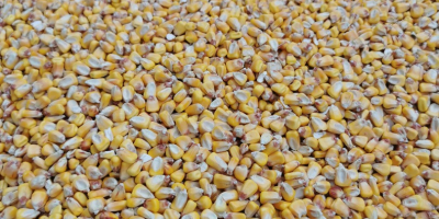 Vendo maíz pionner grain aquamax 2021 cantidad 50 toneladas