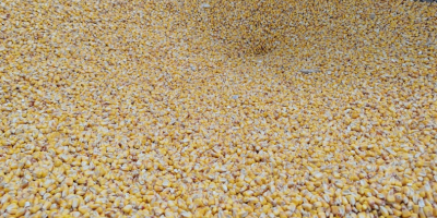 Vendo maíz pionner grain aquamax 2021 cantidad 50 toneladas