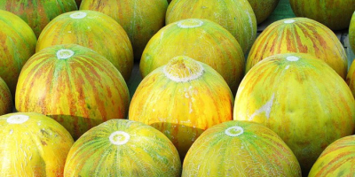 Queridos amigos, les ofrezco melón dulce de Uzbekistán a