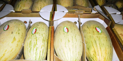 Queridos amigos, les ofrezco melón dulce de Uzbekistán a